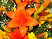 flowers0245.gif